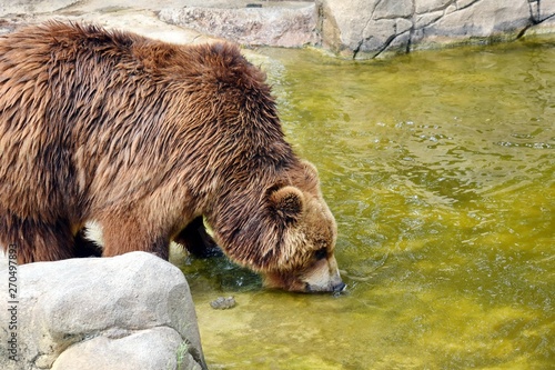 Brown Bear Ursus Arctos Beringianus Drinking from Pond