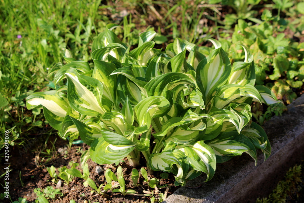 Obraz premium Plantain lily or Hosta or Giboshi or Heart-leaf lilies foliage plant with large ribbed light green to white leaves borne in a cluster at the base of the plant planted in local garden next to concrete 