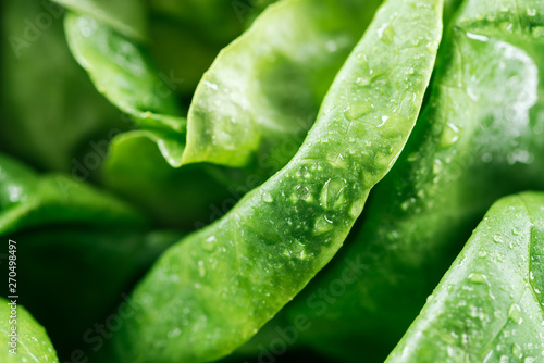 close up view of fresh wet green lettuce leaves