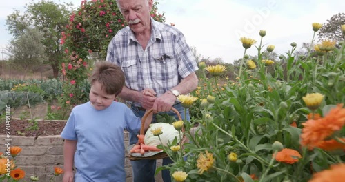 Grandfather and Grandson wallking through a vegertable garden  photo