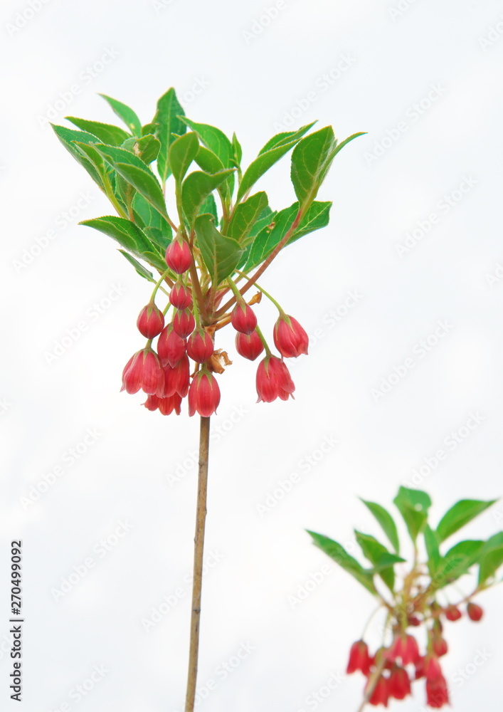 赤いドウダンツツジ Stock 写真 Adobe Stock 赤いドウダンツツジ Stock 写真 Adobe Stock