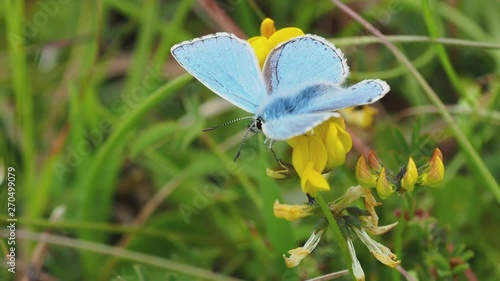 Adonis blue (Polyommatus bellargus) photo