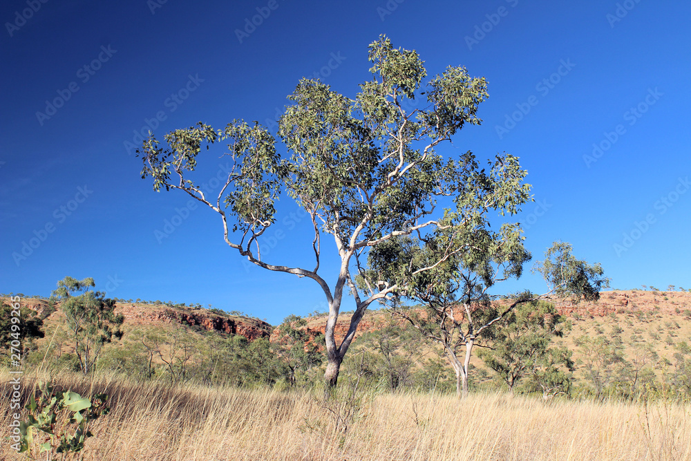 Gum Trees at Bell Gorge on the Gibb  River Western Australia