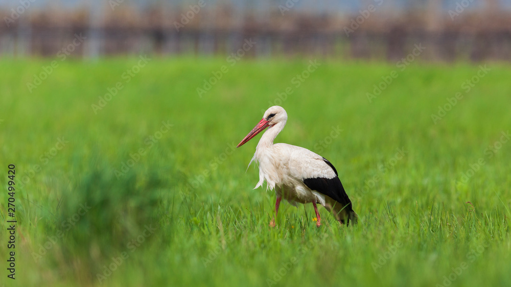 Weißstorch im grünen Gras nach links gehend Weißstorch im grünen Gras nach links gehend