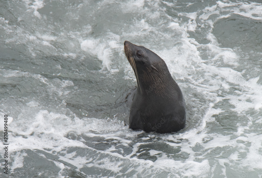 Fototapeta premium Fur Seals on the Shoreline
