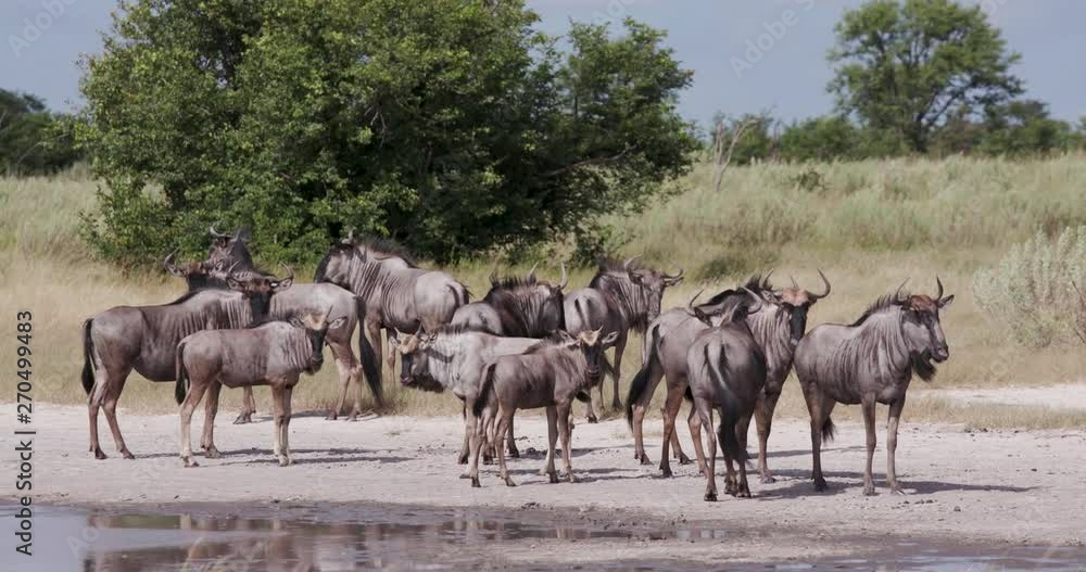 Close-up view of wildebeest at a water hole in the Okavango Delta Close-up view of wildebeest at a water hole in the Okavango Delta
