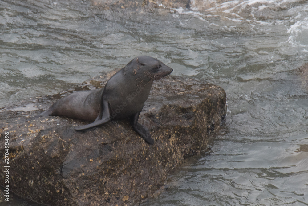 Fototapeta premium Fur Seals on the Shoreline