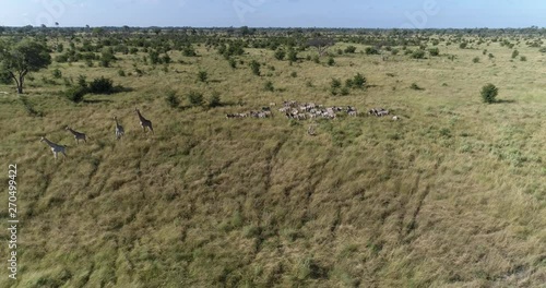 High aerial view of zebra and giraffe in the grasslands of the Okavango Delta photo