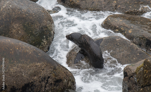 Fur Seals on the Shoreline