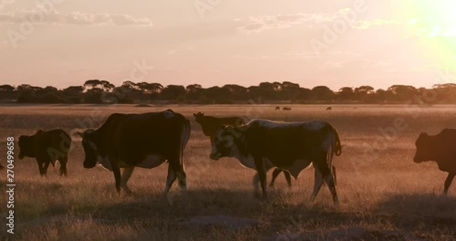 Wallpaper Mural Backlit view of free range cattle in Botswana Torontodigital.ca