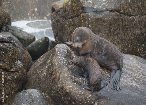 Fur Seals on the Shoreline