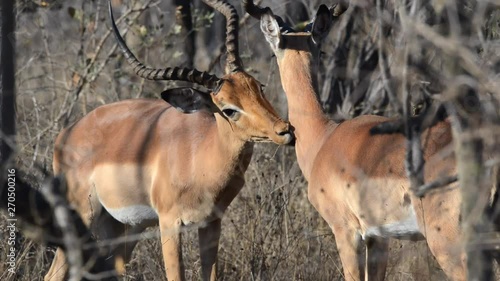 Impala helping each other photo