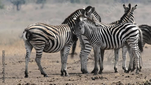 Zebra herd in africa