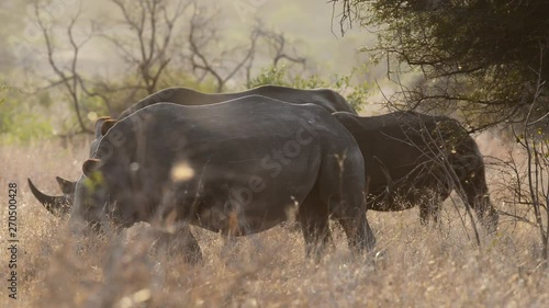 Rhino family feeding photo