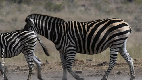 Zebra herd in africa