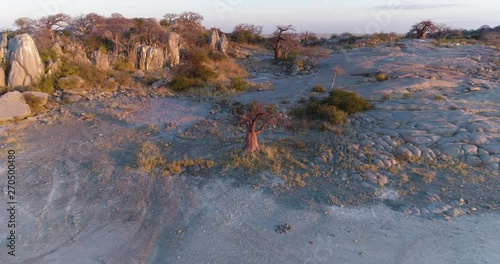 High aerial zoom out view of a baobab on Kubu island, Makgadikgadi Pans ,Botswana photo