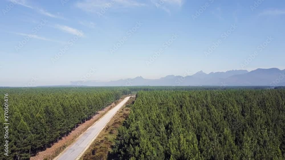 Pinetrees growing forestry industry Pinetrees growing forestry industry