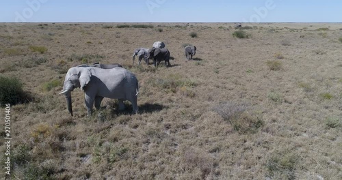 Aerial view of a small group of elephants walking across the grassy plains of Botswana photo