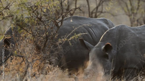 Rhino family feeding photo