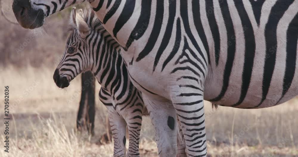 Close-up of cute baby zebra standing next to its mother Close-up of cute baby zebra standing next to its mother