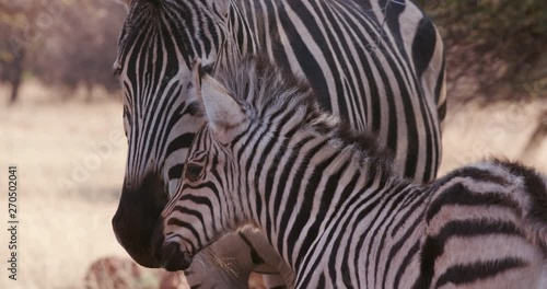 Close-up of cute baby zebra foal and mother photo