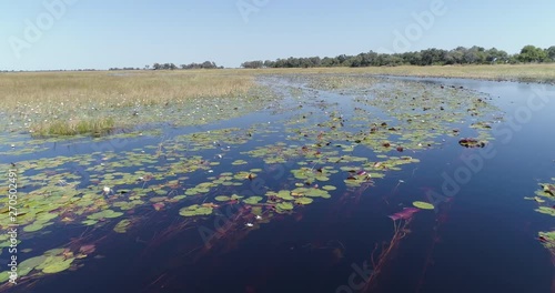 Close-up aerial fly over view of water lillies in the waterways and lagoons of the Okavango Delta photo