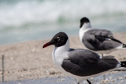 pair of seagulls on beach