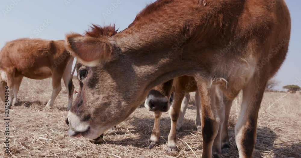 Close-up view of funny jersey cow sticking out its tongue with another cows behind it Close-up view of funny jersey cow sticking out its tongue with another cows behind it