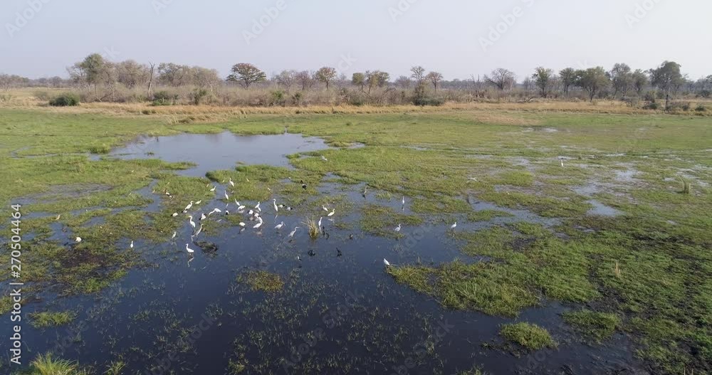High aerial fly over of a group of Saddlebilled stork,African sacred ibis,Marabou stork,Egrets feeding on a rivers edge in the Okavango Delta, Botswana High aerial fly over of a group of Saddlebilled stork,African sacred ibis,Marabou stork,Egrets feeding on a rivers edge in the Okavango Delta, Botswana