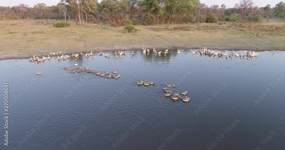 Aerial view of a squadron of pelicans swimming in a river in the Okavango Delta, Botswana Aerial view of a squadron of pelicans swimming in a river in the Okavango Delta, Botswana