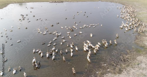 Aerial zoom out view of a squadron of pelicans swimming and preening on a pan in the Okavango Delta, Botswana