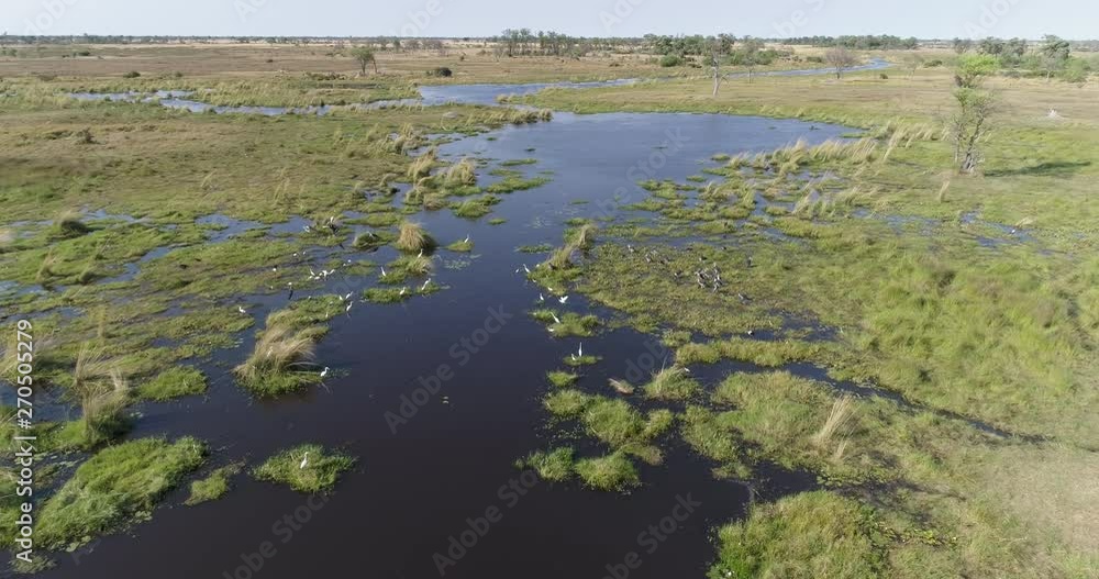 High aerial fly over of a group of Saddlebilled stork,African sacred ibis,Marabou stork,Egrets feeding on a rivers edge in the Okavango Delta, Botswana High aerial fly over of a group of Saddlebilled stork,African sacred ibis,Marabou stork,Egrets feeding on a rivers edge in the Okavango Delta, Botswana