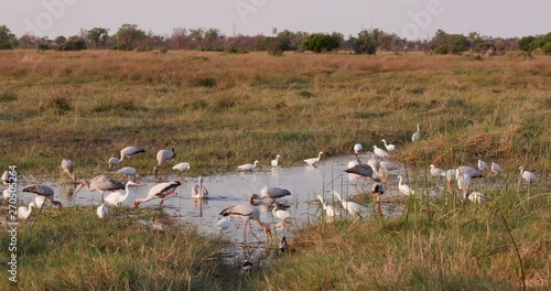 A group of Little egrit, sacred ibis, Yellowbilled stork,African spoonbill feeding on a rivers edge in the Okavango Delta, Botswana photo