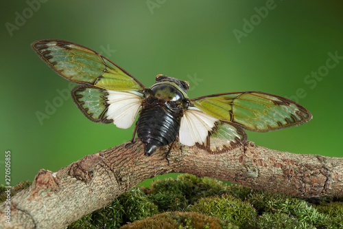 Foto Cicadas : Odd green glasswing Alien head cicada (Salvazana mirabilis)