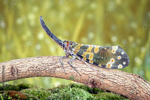 Dark-horned Lantern-fly (Pyrops spinolae) is a species of planthopper, found from India to Indochina. Lanternflies : The unicorns of the insect world. Beautiful insects. Selective fous with copy space