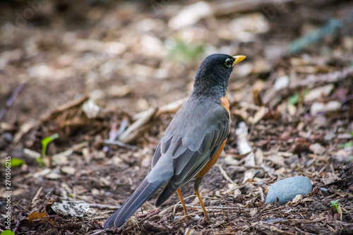 American Robin (Turdus migratorius) bird standing on the ground amidst foliage