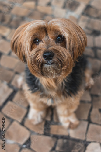 Yorkshire Terrier portrait with selective focus in the head