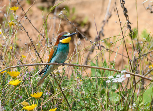 European Bee-Eater against Green Plants and Sand Wall in Spring