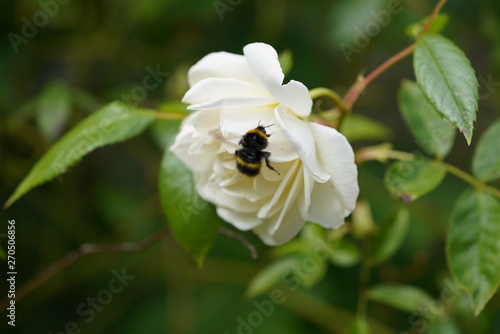 wild wasp attraction to white rose