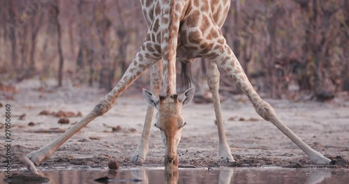 Close-up view of a giraffe with stretched out legs drinking at a waterhole, Okavango Delta, Botswana photo