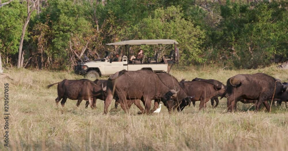Tourists in a 4x4 game drive vehicle watching a herd of Cape buffalo grazing in the Okavango Delta, Botswana Tourists in a 4x4 game drive vehicle watching a herd of Cape buffalo grazing in the Okavango Delta, Botswana