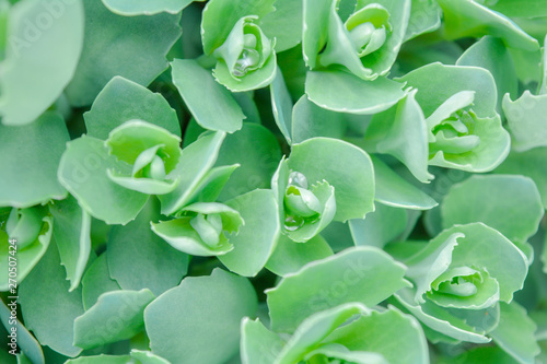 Nature green background of succulent rosettes