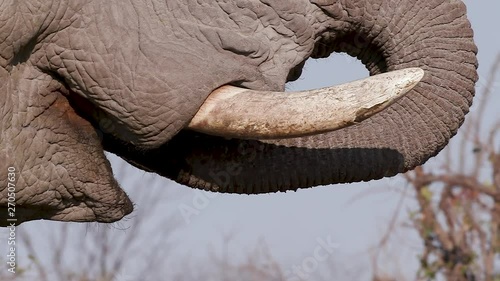 Slow motion tight crop close-up view of elephant putting its trunk into mouth to drink water.Okavango Delta, Botswana photo