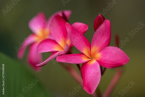 Red flowers of Plumeria rubra plant close-up in natural light.