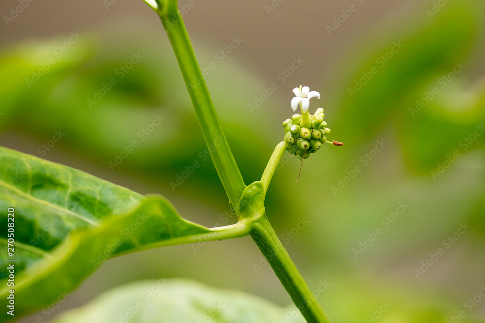 Flower plants Morinda Citrus (lat. Morinda citrifolia) close-up in natural light. Flower plants Morinda Citrus (lat. Morinda citrifolia) close-up in natural light.
