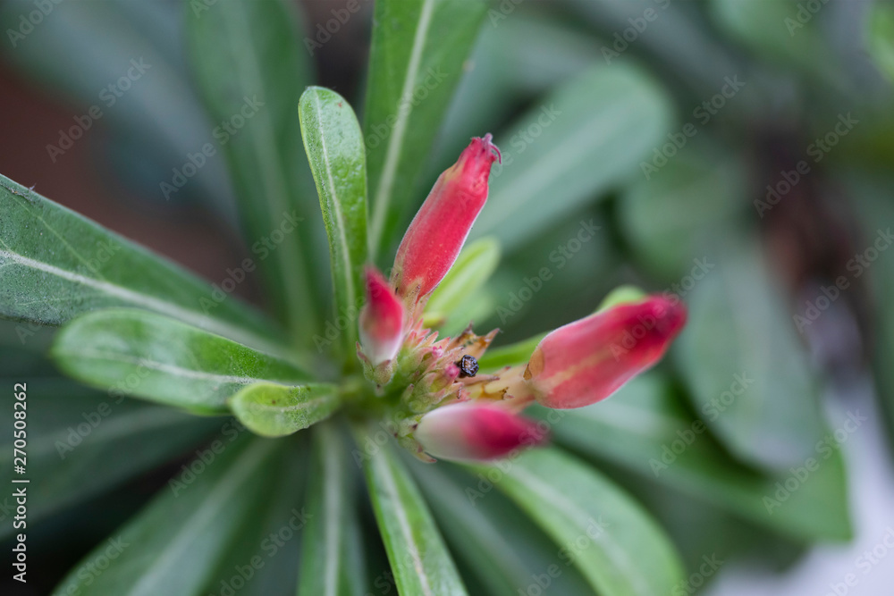 Fototapeta premium Flower plant Adenium close-up in natural light.