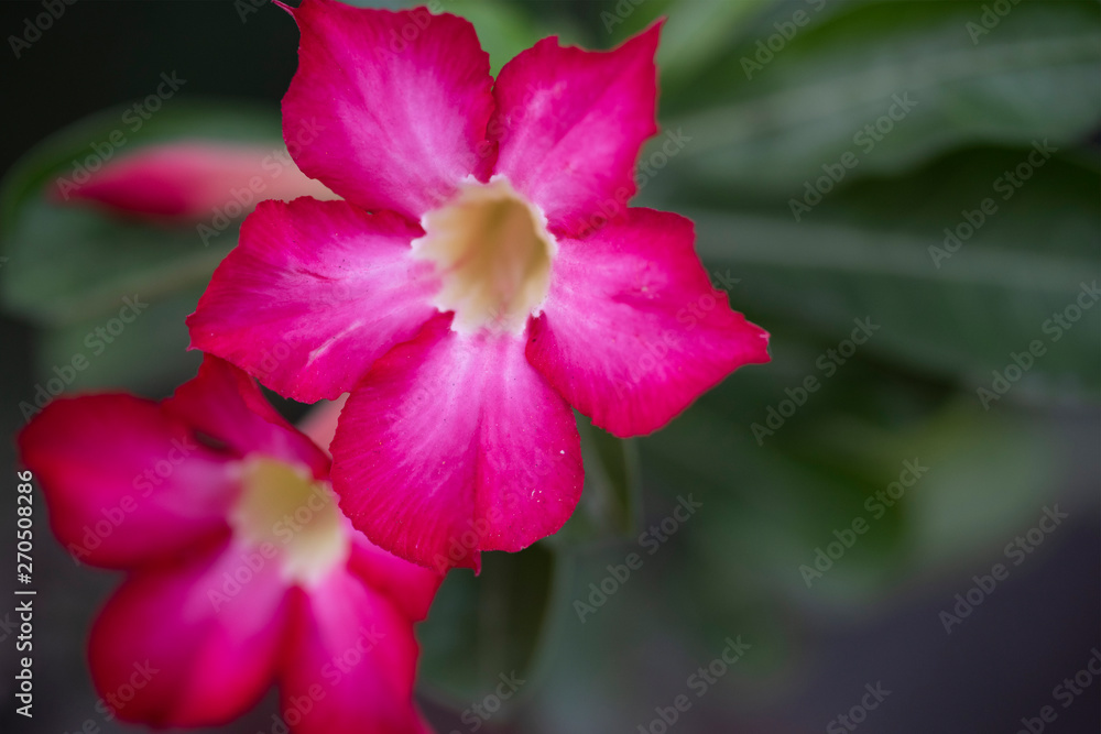 Flower plant Adenium close-up in natural light. Flower plant Adenium close-up in natural light.