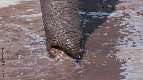 Slow motion close-up view of elephant trunk sucking up water in a river in the Okavango Delta, Botswana photo