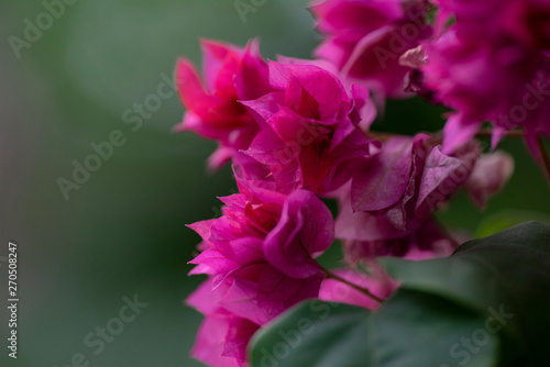 Bougainvillea is a genus of evergreens. Close-up.