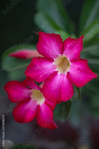 Flower plant Adenium close-up in natural light.